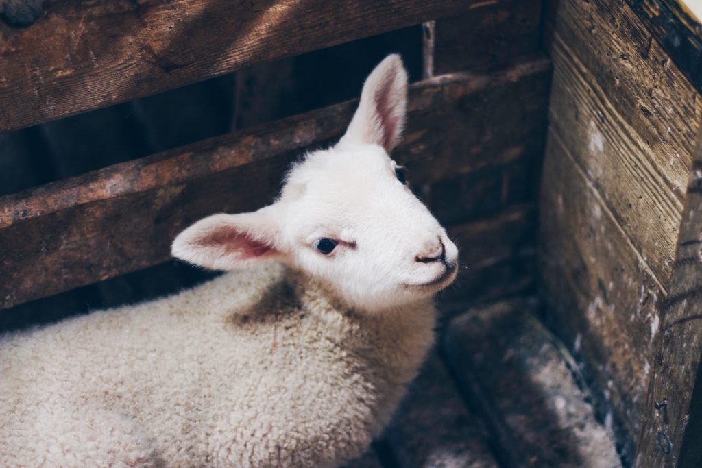 What Do Lambs Symbolize In The Bible