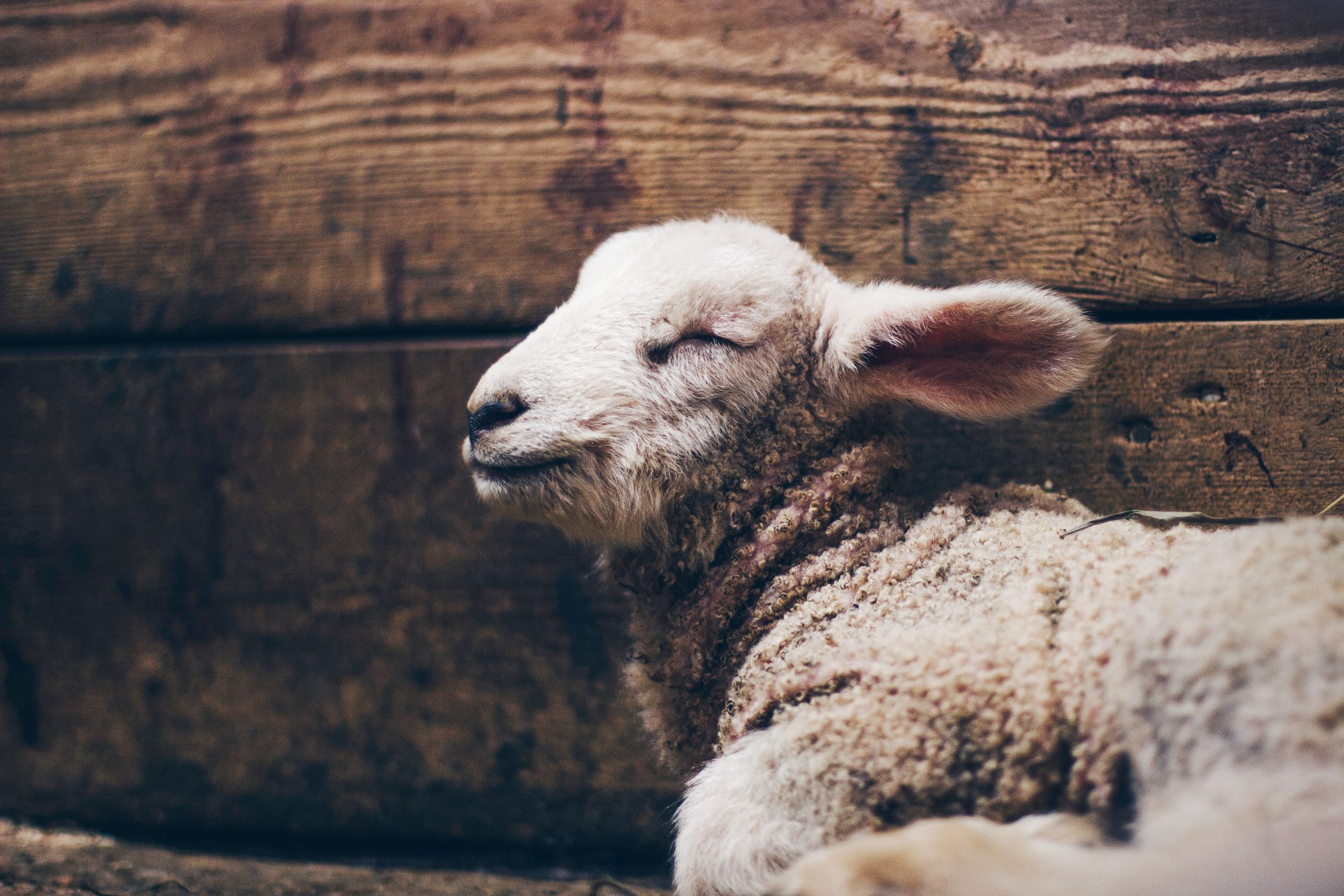 Sheep Meaning In Christianity